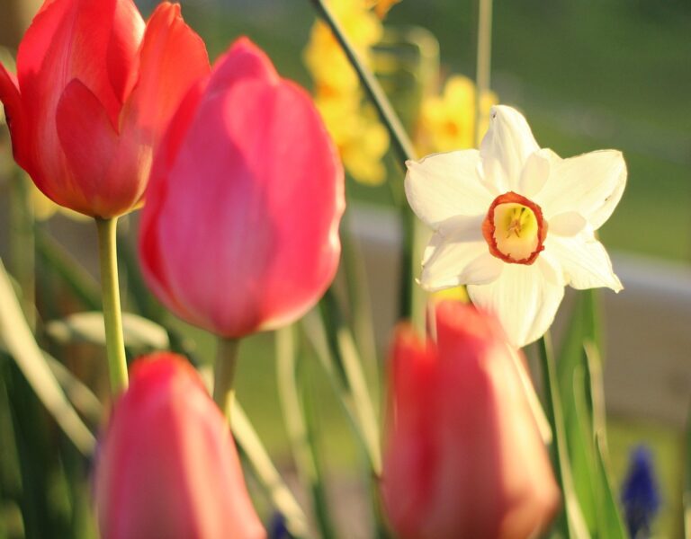 Easter Flowers & Honorariums