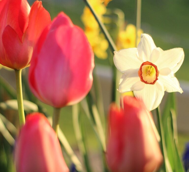 Easter Flowers & Honorariums